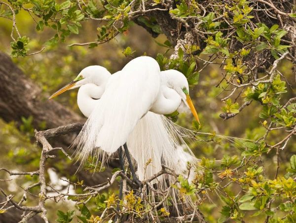 Great Egret, nesting